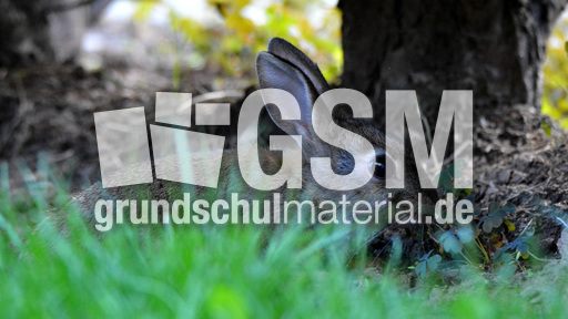 Junges_Wildkaninchen (5).jpg